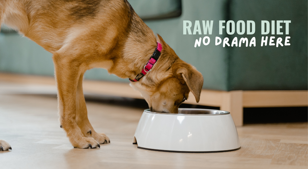 How to Transition Your Dog to a Raw Food Diet (Without the Drama)
