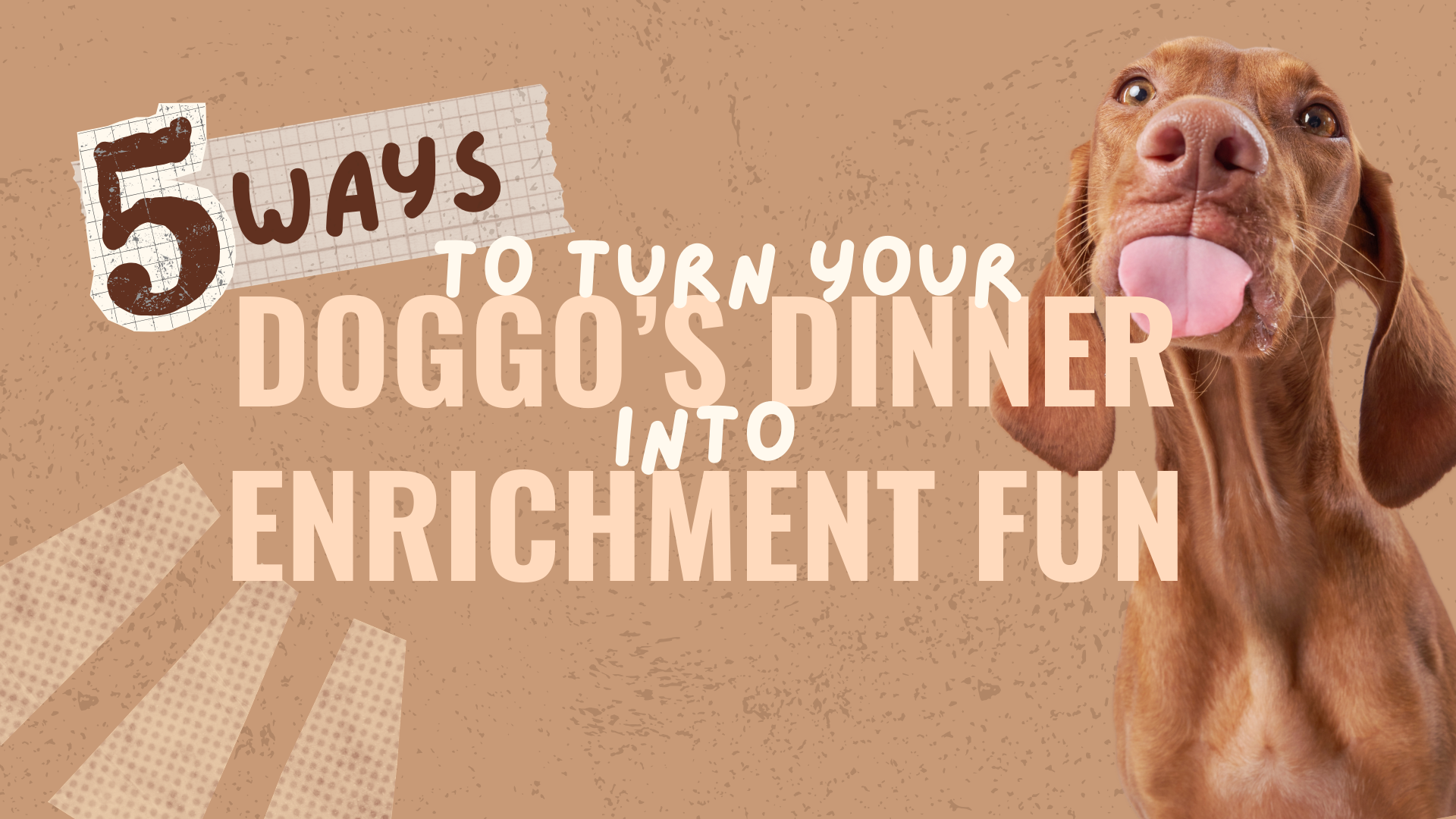 5 Ways to Turn Your Doggo’s Dinner Into Enrichment Fun