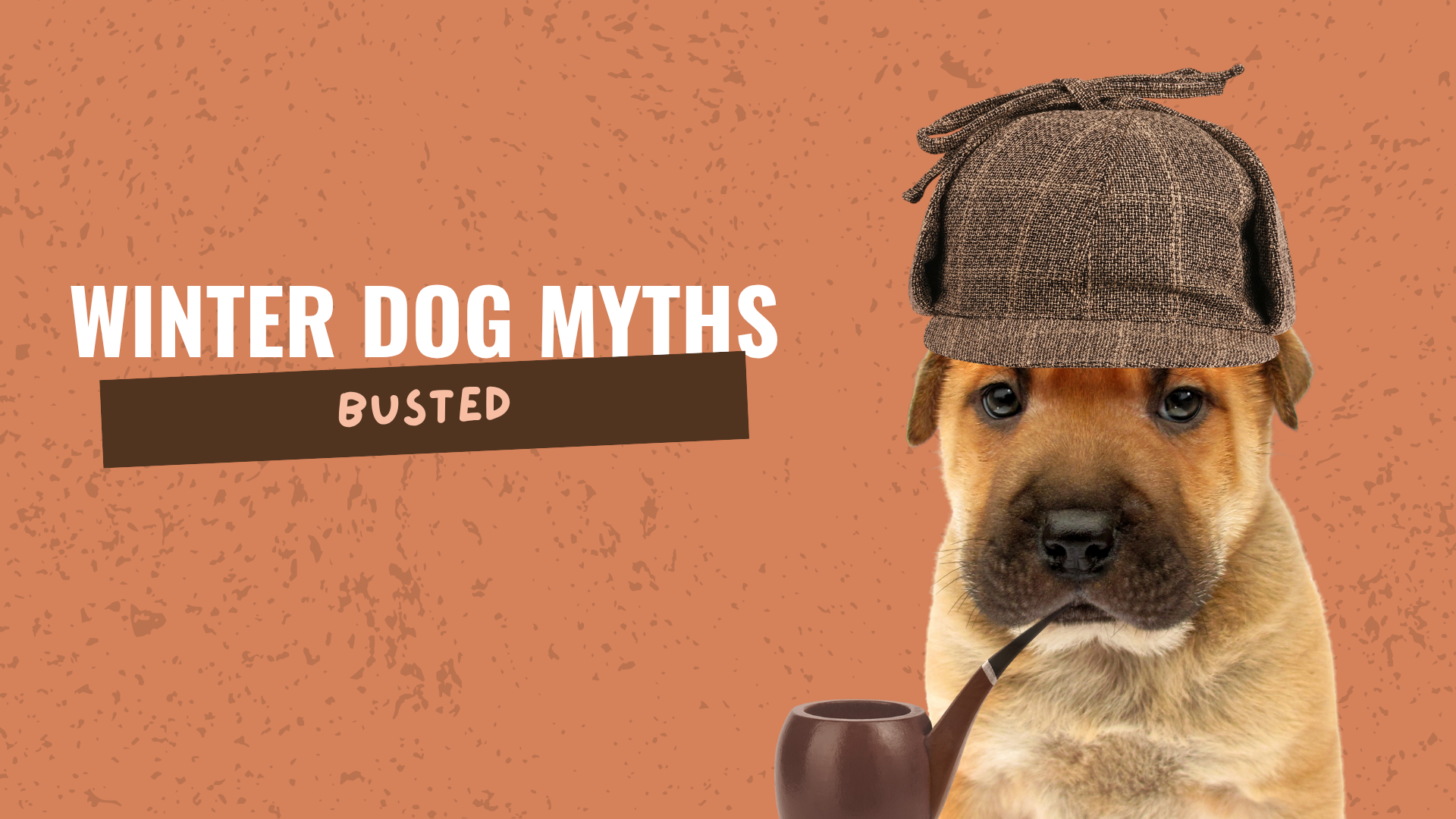 Winter dog myths… busted