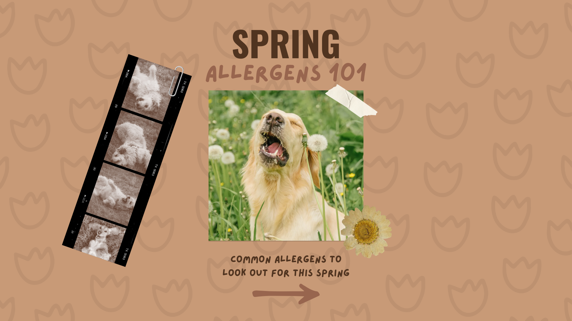 Spring Allergies 101