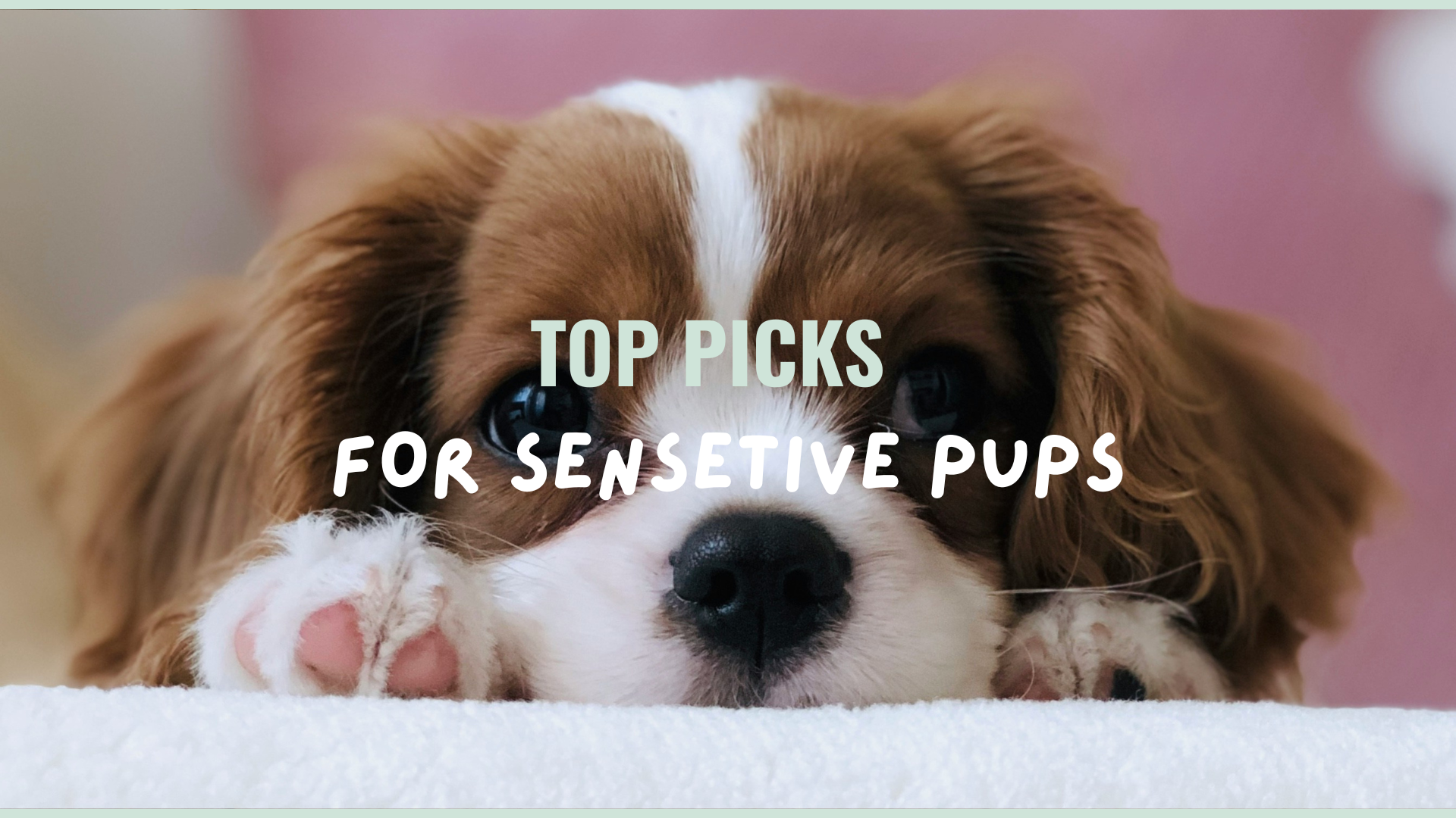 Best Raw Dog Food for Allergies and Sensitive Stomachs