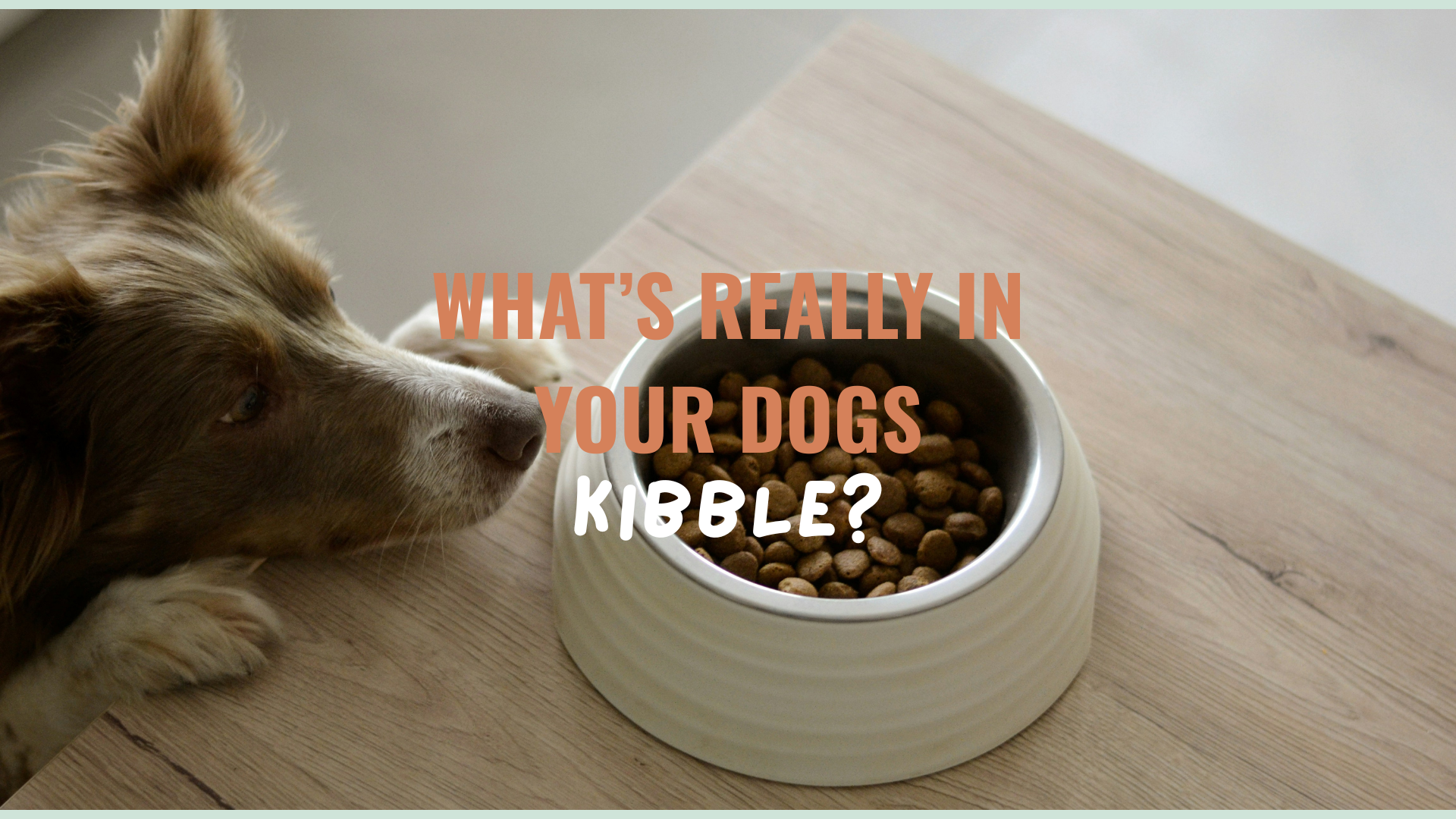What's Really in Your Dog's Kibble?