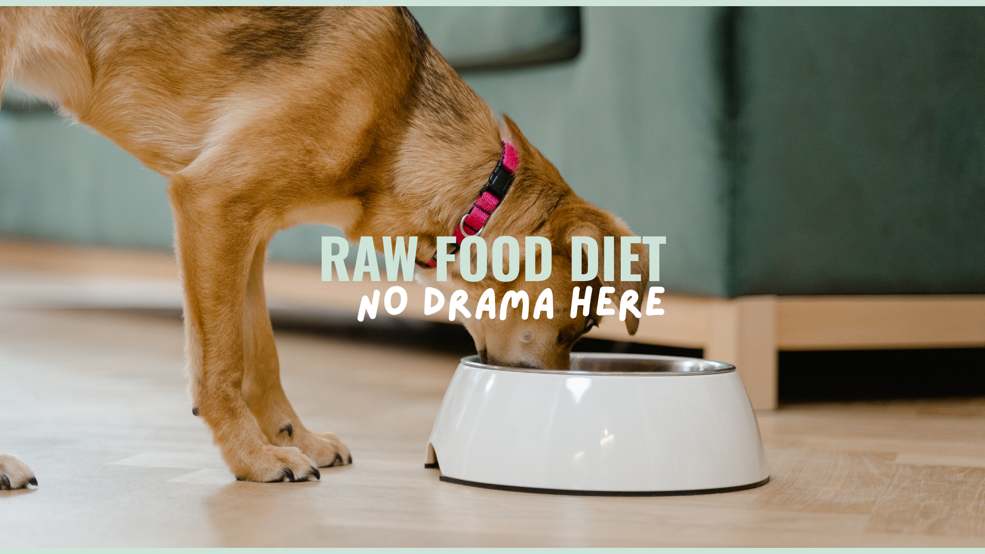 How to Transition Your Dog to a Raw Food Diet (Without the Drama)