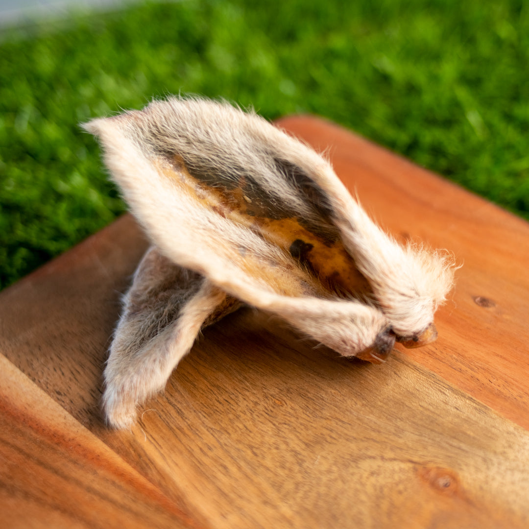 LAMB EAR WITH FUR