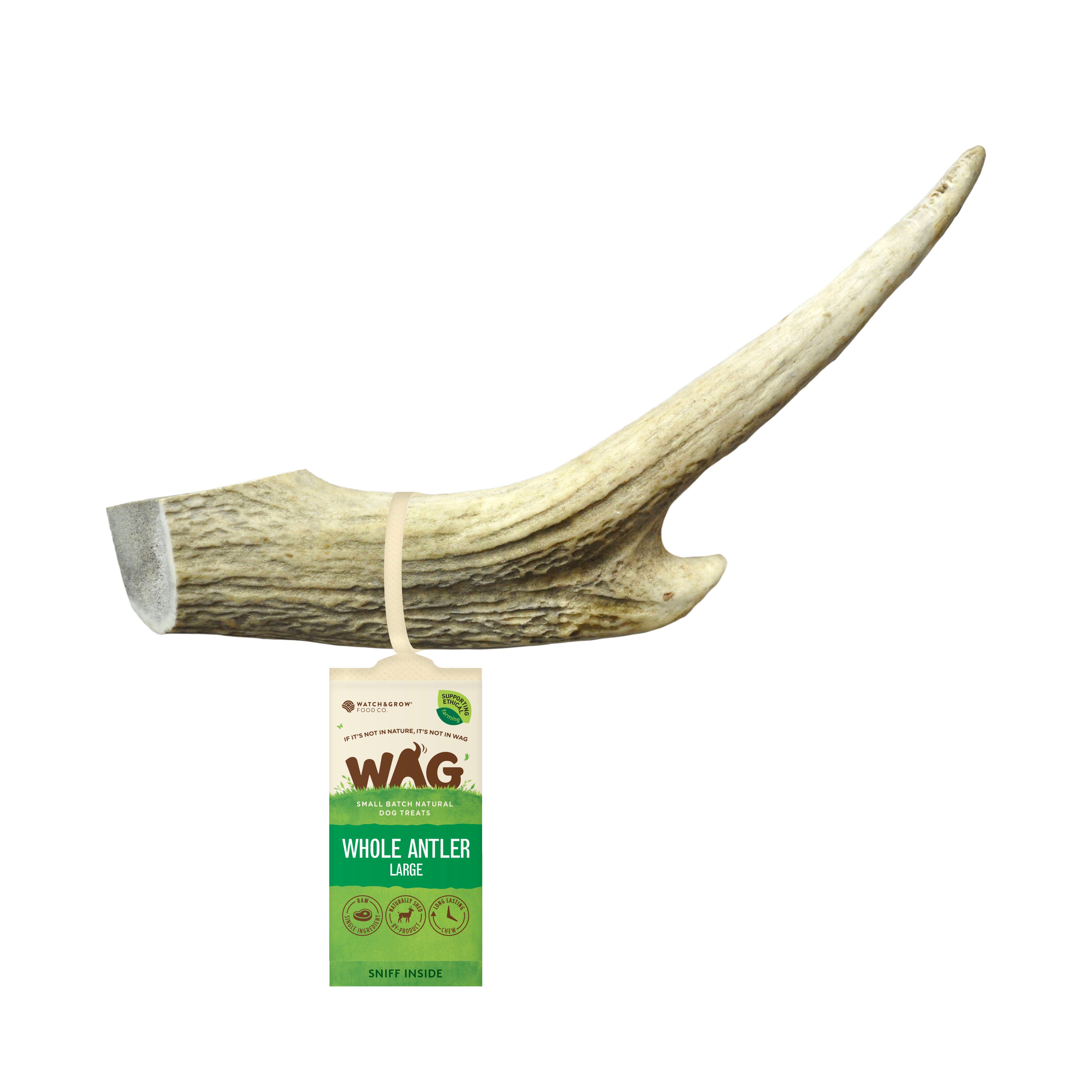 DEER ANTLER