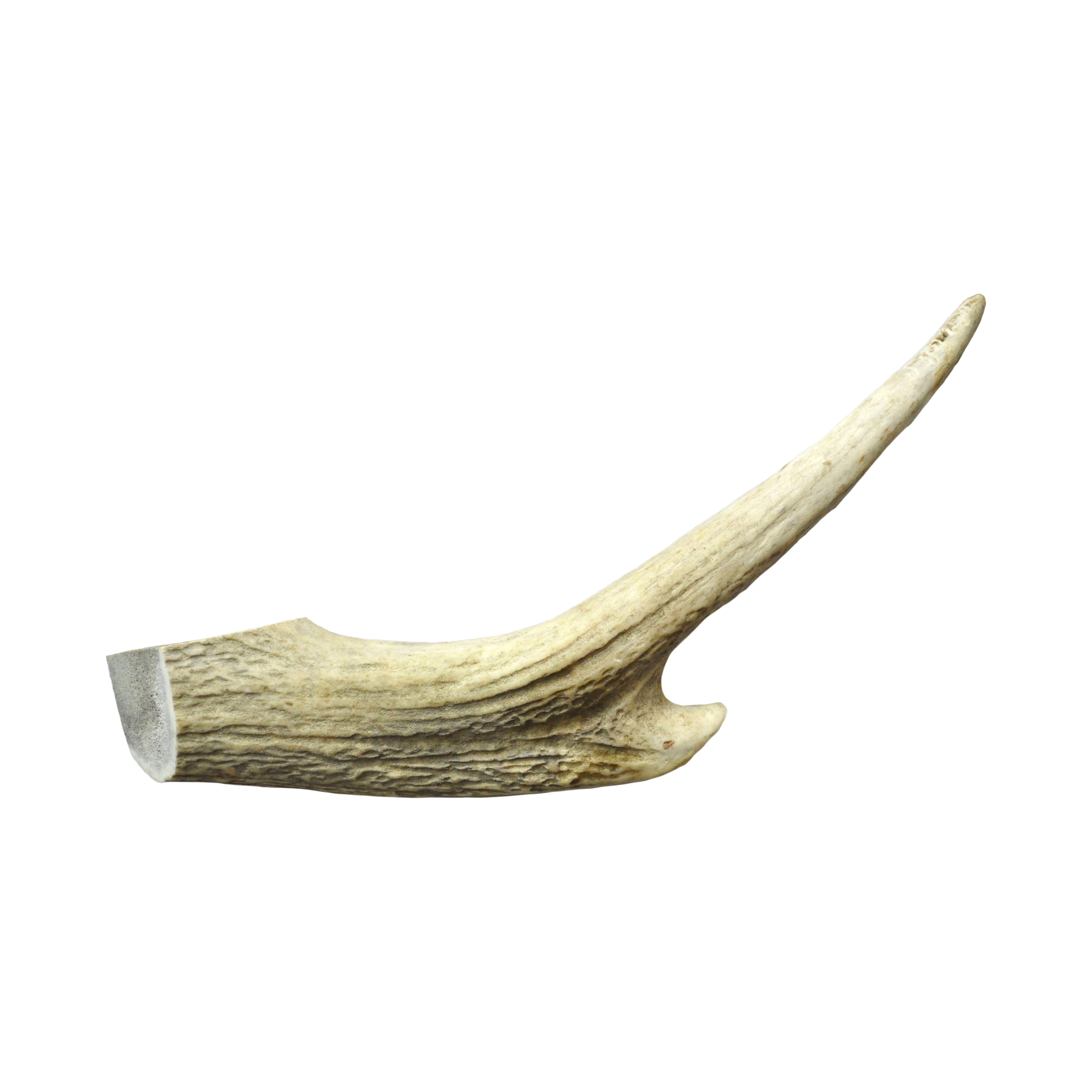 DEER ANTLER