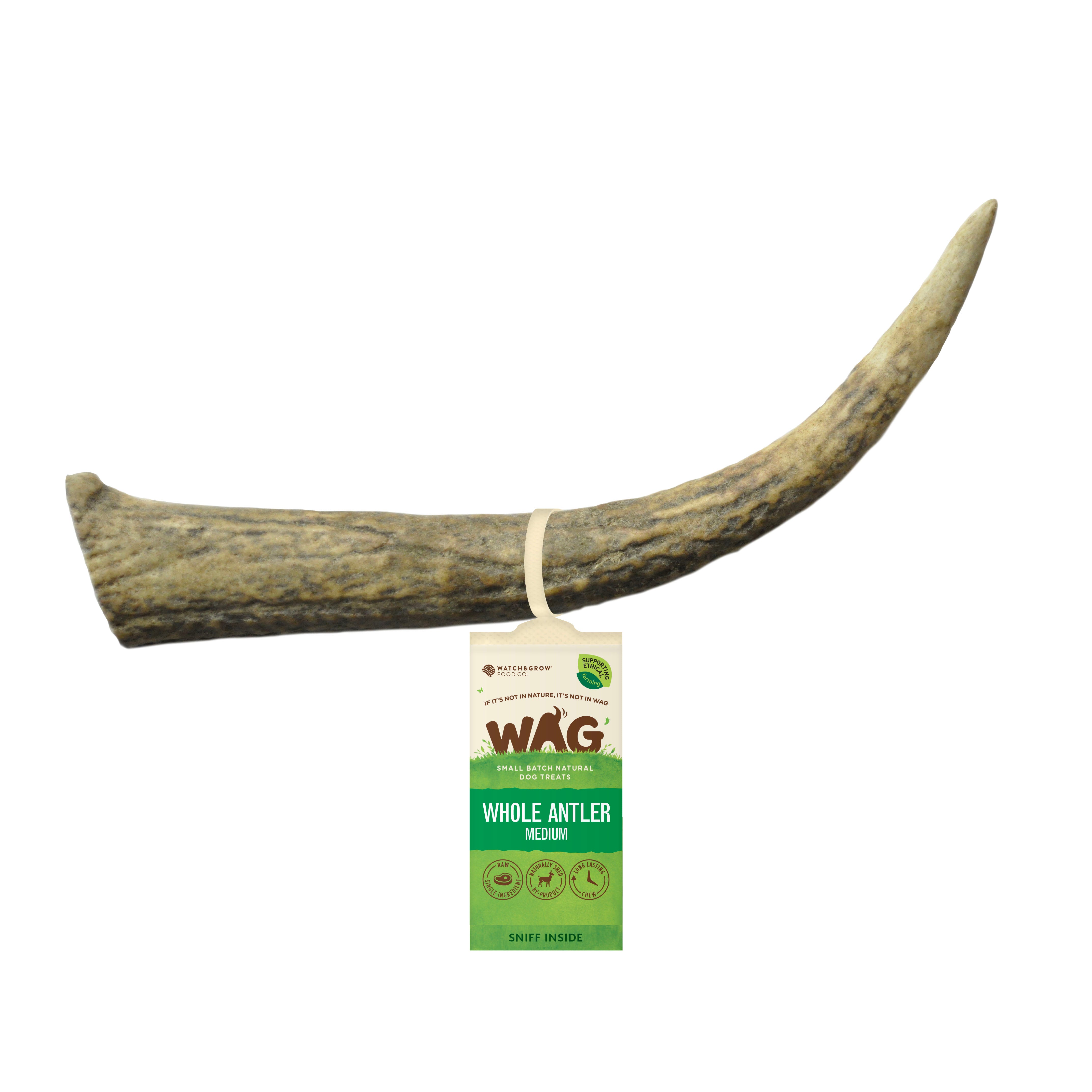DEER ANTLER